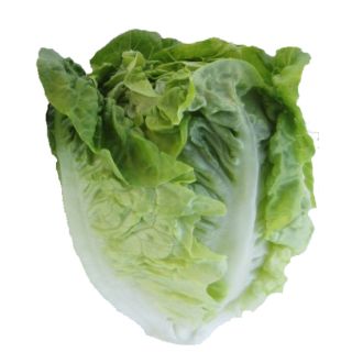 Compra LECHUGA CERLER Pildorada (5.000 Semillas) en la tienda online Fito Agrícola