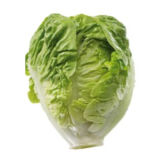 Compra LECHUGA GARBO Pildorada (5.000 Semillas) en la tienda online Fito Agrícola