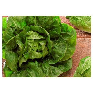 Compra LECHUGA URBIÓN Pildorada (5.000 Semillas) en la tienda online Fito Agrícola