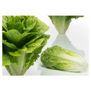 Compra LECHUGA FORMIGAL Pildorada (5.000 Semillas) en la tienda online Fito Agrícola