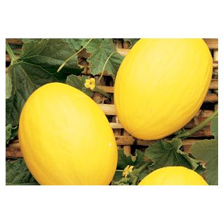 Compra MELÓN AMARILLO CANARIO R.A. (1000 Semillas). en la tienda online Fito Agrícola