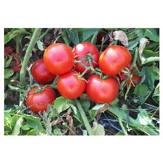 Compra TOMATE BANDOLERO F1 (1.000 Semillas) en la tienda online Fito Agrícola