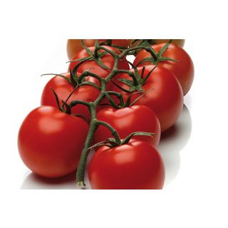 Compra TOMATE ROMANCERO F1 (1000 Semillas) en la tienda online Fito Agrícola