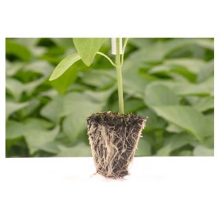 Compra PIMIENTO OSCOS F1 ECOLOGICO (1000 Semillas). en la tienda online Fito Agrícola