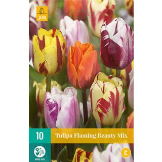 Compra TULIPÁN FLAMING BEAUTY MIX en la tienda online Fito Agrícola