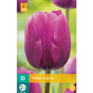 Compra TULIPÁN NEGRITA en la tienda online Fito Agrícola