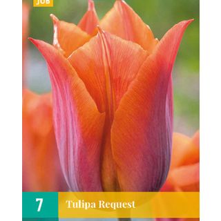 Compra TULIPÁN REQUEST en la tienda online Fito Agrícola