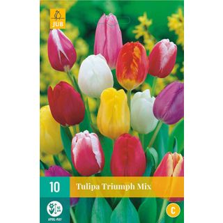 Compra TULIPÁN TRIUMPH MIX en la tienda online Fito Agrícola
