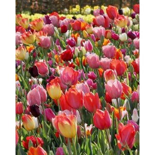 Compra TULIPÁN TRIUMPH MIX (100 Unid.) en la tienda online Fito Agrícola