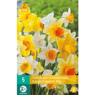 Compra NARCISOS DE FLOR GRANDE MIX en la tienda online Fito Agrícola