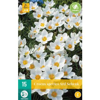 Compra CROCUS ARD SCHENK en la tienda online Fito Agrícola
