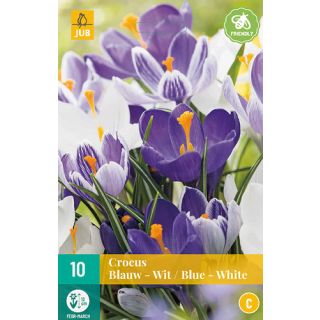 Compra CROCUS BLUE WHITE MIX en la tienda online Fito Agrícola