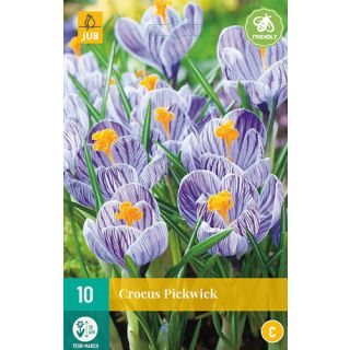 Compra CROCUS PICKWICK en la tienda online Fito Agrícola