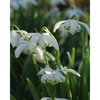 Compra GALANTHUS FLORE PLENO (100 Unid.). en la tienda online Fito Agrícola