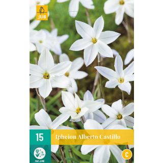 Compra IPHEION UNIFLORUM ALBERTO CASTILLO en la tienda online Fito Agrícola