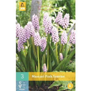 Compra MUSCARI PINK SUNRISE en la tienda online Fito Agrícola