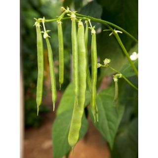 Compra JUDÍA RIQUE (25.000 Semillas). en la tienda online Fito Agrícola