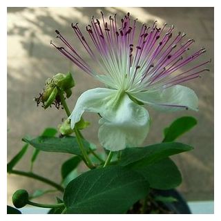 Compra ALCAPARRA (50 gr.). en la tienda online Fito Agrícola