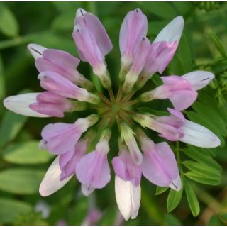 Compra CORONILLA ROSA (100 gr.). en la tienda online Fito Agrícola