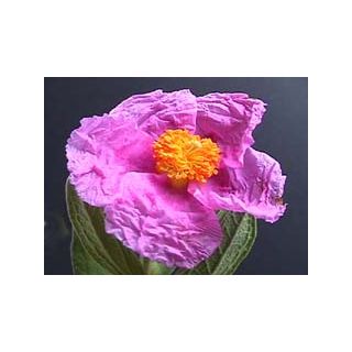 Compra ESTEPA BLANCA (10 gr.). en la tienda online Fito Agrícola