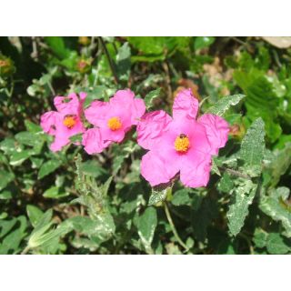 Compra JARA RIZADA (10 gr.). en la tienda online Fito Agrícola