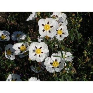 Compra JARA PRINGOSA (10 gr.). en la tienda online Fito Agrícola