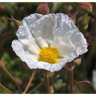 Compra JARA HOJA DE LAUREL (10 gr.). en la tienda online Fito Agrícola