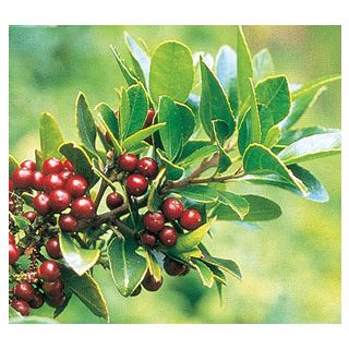 Compra ALADIERNO (100 gr.). en la tienda online Fito Agrícola