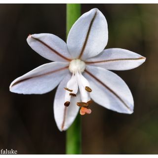 Compra GAMONCILLO (100 gr.). en la tienda online Fito Agrícola