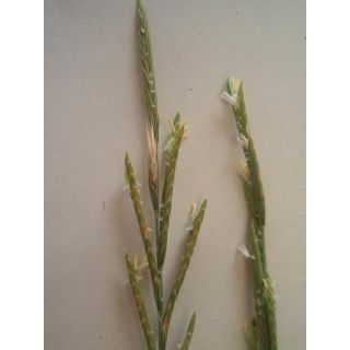 Compra FENÁS (100 gr.). en la tienda online Fito Agrícola