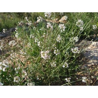 Compra RABANIZA BLANCA (50 gr.). en la tienda online Fito Agrícola