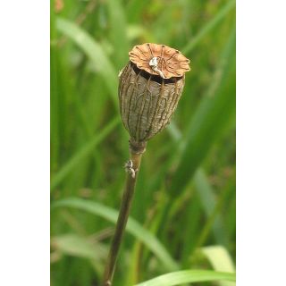 Compra AMAPOLA (100 gr.). en la tienda online Fito Agrícola