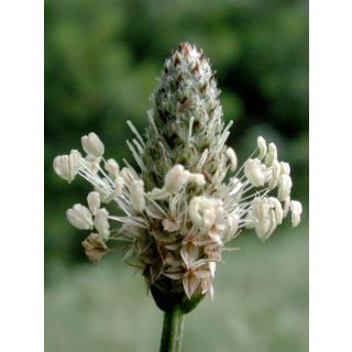 Compra LANTÉN (100 gr.). en la tienda online Fito Agrícola