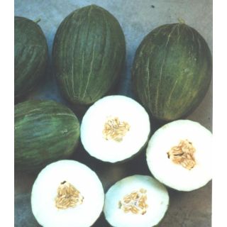 Compra MELÓN ROCHET (500 gr.). en la tienda online Fito Agrícola