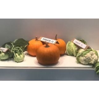 Compra CALABAZA TERRAFIN F-1 (1.000 Semillas). en la tienda online Fito Agrícola
