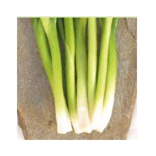 Compra CEBOLLINO KATANA F1 (100.000 Semillas). en la tienda online Fito Agrícola