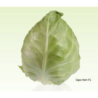 Compra COL CAPE HORN F1 (2.500 Semillas) en la tienda online Fito Agrícola