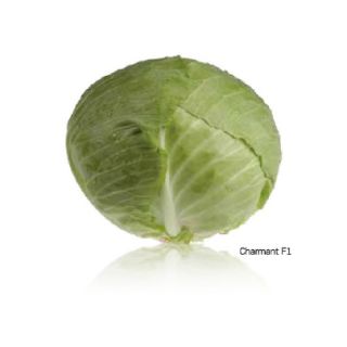 Compra COL CHARMANT F1 (2.500 Semillas). en la tienda online Fito Agrícola