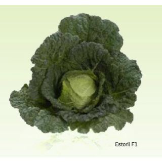 Compra COL ESTORIL F1 (2.500 Semillas). en la tienda online Fito Agrícola