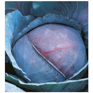 Compra COL LOMBARDA RED JEWEL F1 (2.500 Semillas) en la tienda online Fito Agrícola