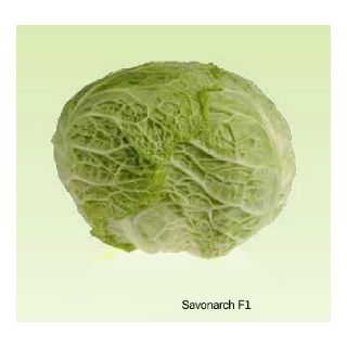 Compra COL SAVONARCH F1 (2.500 Semillas). en la tienda online Fito Agrícola