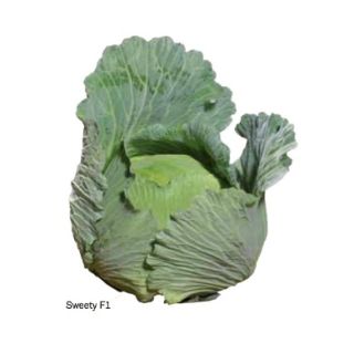 Compra COL SWEETY F1 (2.500 Semillas). en la tienda online Fito Agrícola