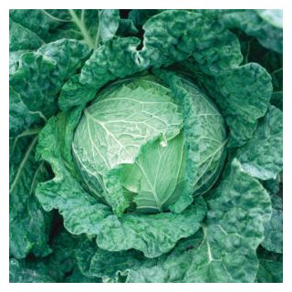 Compra COL SAVOY KING F1 (2.500 Semillas). en la tienda online Fito Agrícola