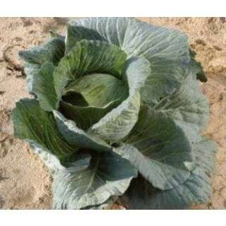 Compra COL SATURN Nº 45 F1 (2.500 Semillas) en la tienda online Fito Agrícola