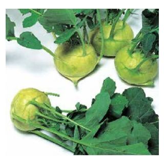 Compra COLIRRÁBANO QUICKSTAR F1 (2.500 Semillas) en la tienda online Fito Agrícola