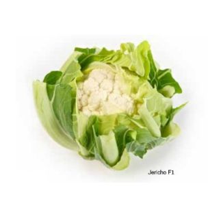 Compra COLIFLOR JERICHO F1 (2.500 Semillas) en la tienda online Fito Agrícola