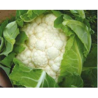 Compra COLIFLOR KARNEVAL F1 (2.500 Semillas) en la tienda online Fito Agrícola