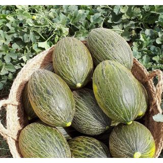 Compra MELÓN GRAND CALERO F1 (1000 Semillas). en la tienda online Fito Agrícola