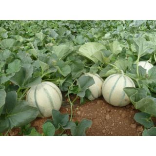 Compra MELÓN FESTIVAL F1 (1.000 Semillas) en la tienda online Fito Agrícola