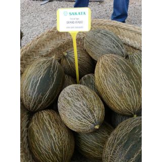 Compra MELÓN GRAND RIADO F1 (1.000 Semillas). en la tienda online Fito Agrícola